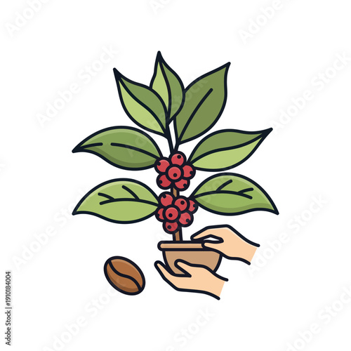 Hands holding coffee plant with cherries and bean illustration