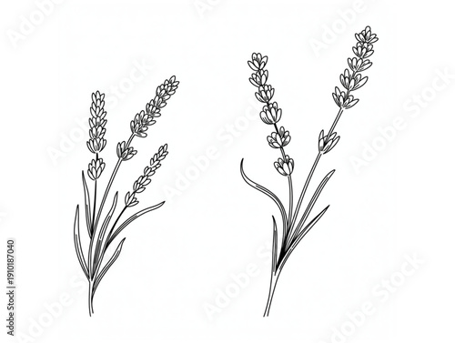 Wild Animal Claw Scratches Marks, Beast Monster Paw Rip, Torn Paper Shredded Edge Effect