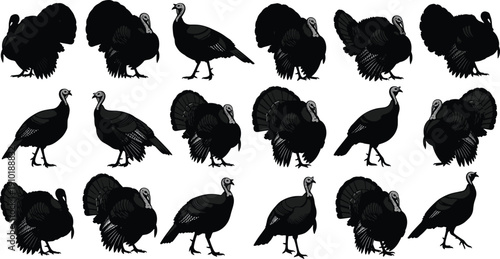 Collection of turkey silhouettes in various standing and displaying poses isolated on white background, black thanksgiving bird vector set for logo and design