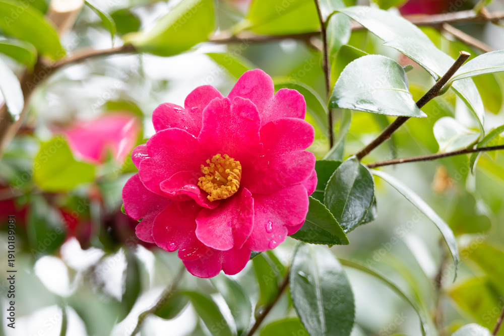 Obraz premium 山茶花