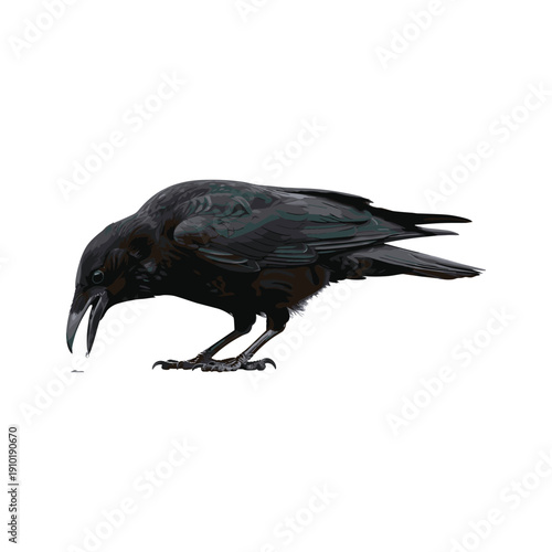 Black crow searching for food on white background with copy space