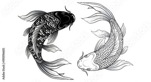 Koi Fish Duo Circling in Black and White.