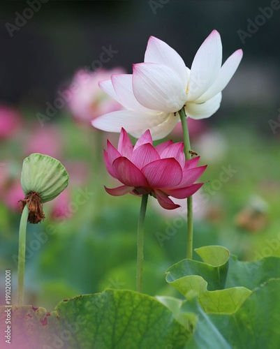 lotus flower in the garden