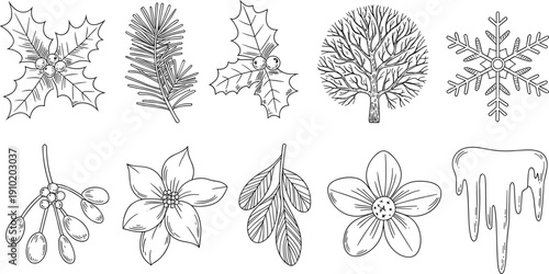 Hand drawn winter botanical elements including holly leaves pine branch snowflake flowers berries and dripping icicle seasonal outline illustration set
