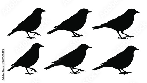 A group of eight black birds standing on a white background isolated on white background, Vector