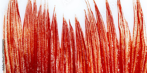 Obraz na płótnie Abstract aesthetic red orange organic texture of shiny linear strands and translucent layers, closeup of marine fish tail fin surface, vivid natural banner, dynamic diagonal lines, nature background
