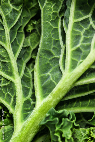 Fresh harvested kale leaves closeup texture pattern, organic farm produce concept, seasonal vegetable ingredient for salad. Minimal trend green natural background for packaging, branding, screensaver