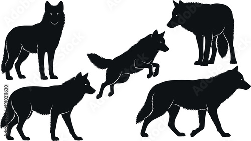 Set of black wolf silhouettes in different standing, walking and jumping poses isolated on white background, wild canine vector collection for logo and design