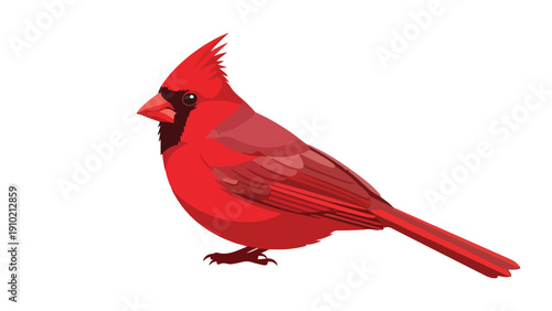 A vibrant red cardinal bird standing on a white background with a slight shadow underneath.