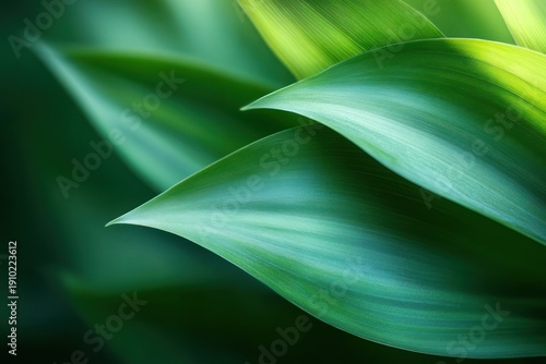 Close-up of layered green leaves with soft light and smooth texture conveying calm freshness