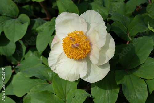 Vibrant close-up of a tree peony white flower with contrasting yellow stamen ...