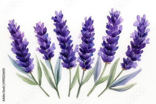 Seven lavender sprigs with green leaves painted in soft watercolor on white background, calming and delicate