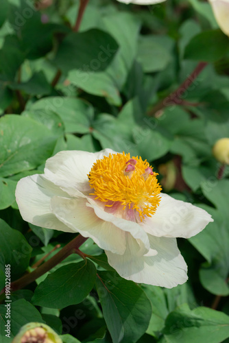 Blooming white tree peony in a flowerbed, surrounded by lush green leaves. Th...