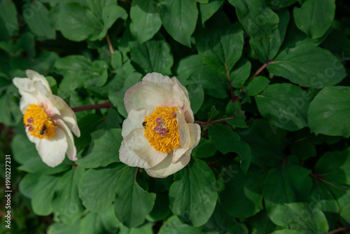White tree peony blooms with bright yellow centers spread across dense green ...