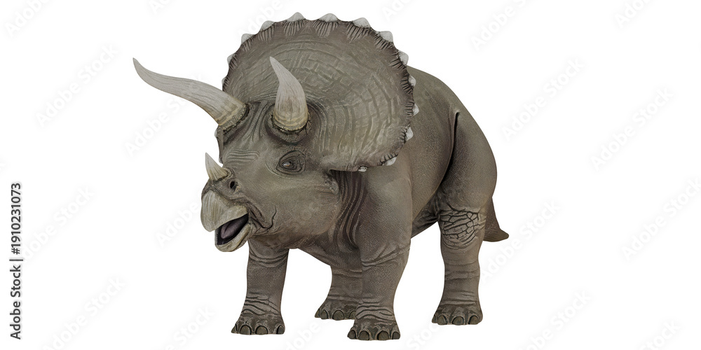 Fototapeta premium Triceratops model standing against a white background