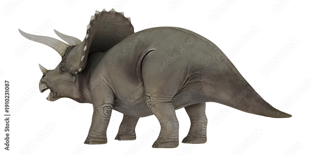 Fototapeta premium Model triceratops dinosaur on a white background