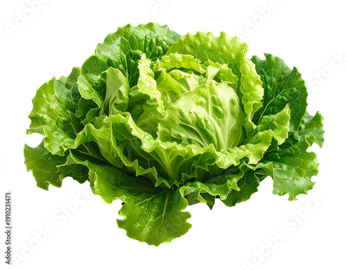Leaf lettuce isolated on a transparent background. High quality png image with transparency for graphic design, food market, and organic agriculture healthy diet nutrition cooking and the recipe.