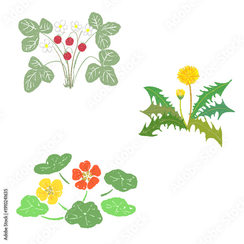 Spring Wildflowers and Edible Flowers Set for Picnic Pattern B