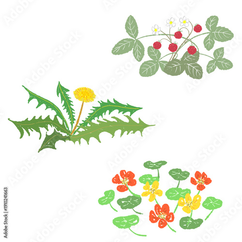 Spring Wildflowers and Edible Flowers Set for Picnic Pattern A