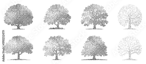 grayscale tree illustrations varying in shape and size on transparent background professional high-quality modern elegant