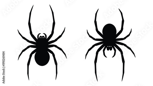 Fotografie Two black spiders with distinct body shapes and leg arrangements on a white back