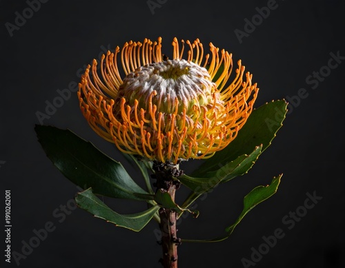 Vibrant orange pincushion flower against dark background