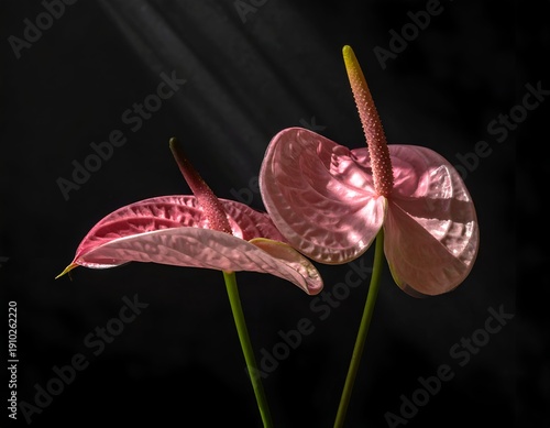 Two delicate pink blossoms bathed in dramatic sunbeams