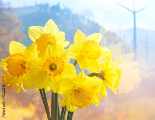 Bright yellow daffodils bloom against a soft, hazy landscape