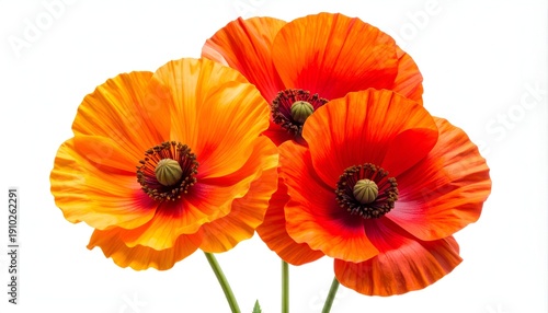 Vibrant orange and red poppies bloom against a white background