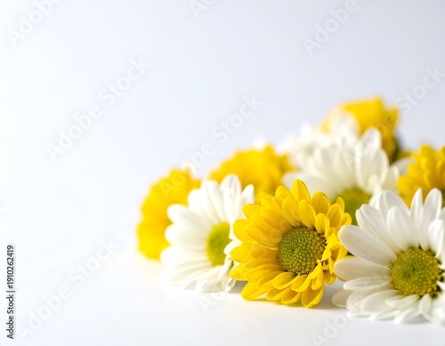 Delicate white and yellow daisies against a clean, bright background