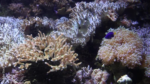Coral Reef Fish Yellow Tang, Copperband Butterfly Swim In Colorful Tank In Aquarium