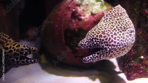 Moray Eels Gape in Aquarium Tank, Underwater Wildlife