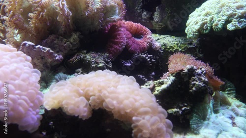 Aquarium, Vibrant Coral Reef Ecosystem Sea 