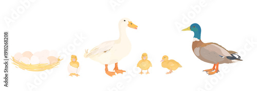 Cute cartoon farm birds collection. Vector hand drawn illustrations of Duck family. Duck and little duckling, with eggs and nest isolated on white background. Set of poultry clip art.