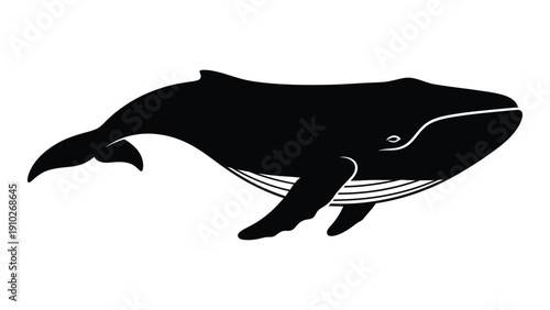 A majestic black and white illustration of a humpback whale swimming in the ocean isolated on white background, Vector