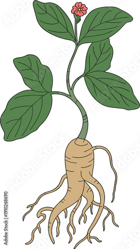 Detailed botanical vector illustration of a ginseng plant featuring green leaves a red flower and the medicinal root showing a whole herb structure.