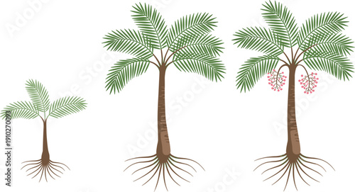 Palm tree growth stages vector illustration showing sapling development to mature fruiting tropical tree with visible roots for botanical diagrams landscaping 