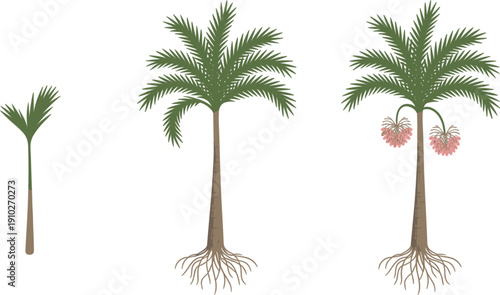 Palm tree growth stages vector illustration showing sapling development to mature fruiting tropical tree 