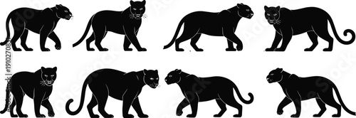 Vector, black, silhouette, set, of, black, panther, cougar, and, puma, walking, in, different, poses, for, wildlife, nature, zoo, and, predator, design, elements