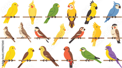 Colorful exotic bird collection vector illustration featuring parrots parakeets cockatiels and tropical 
