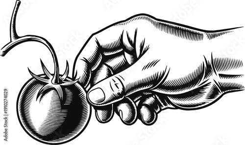 hand holding fresh tomato with vine branch, black and white engraving illustration