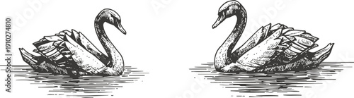 elegant black swans swimming on calm water vintage hand drawn wildlife illustration of graceful birds in nature