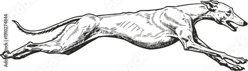 greyhound dog running fast in full sprint, agile canine in motion, athletic pet illustration