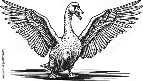 detailed black and white engraving of a swan standing with wings fully spread