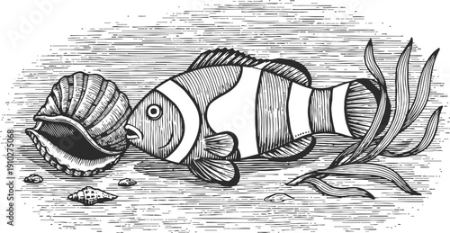 Clownfish underwater with seashells and seaweed, ocean wildlife detailed black and white engraved illustration