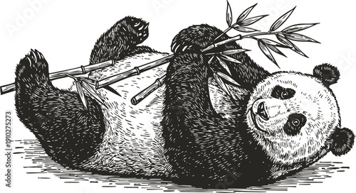 Giant panda lying down eating bamboo leaves detailed black and white illustration