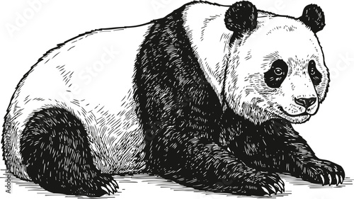 Detailed hand drawn giant panda lying down illustration isolated on white background