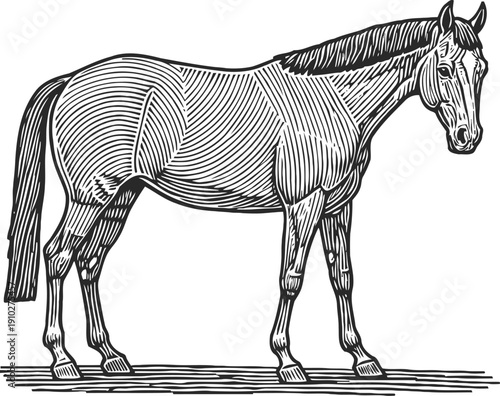 Vintage engraved horse illustration showing muscular anatomy and standing profile view