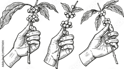 hand holding coffee branch with berries coffee plant illustration in vintage sketch