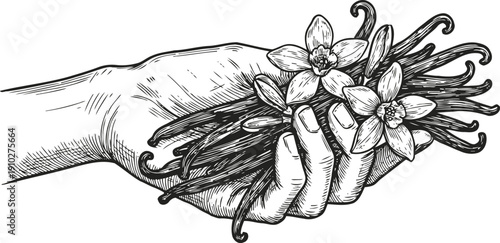 Hand holding vanilla pods with flowers natural spice illustration in vintage engraving